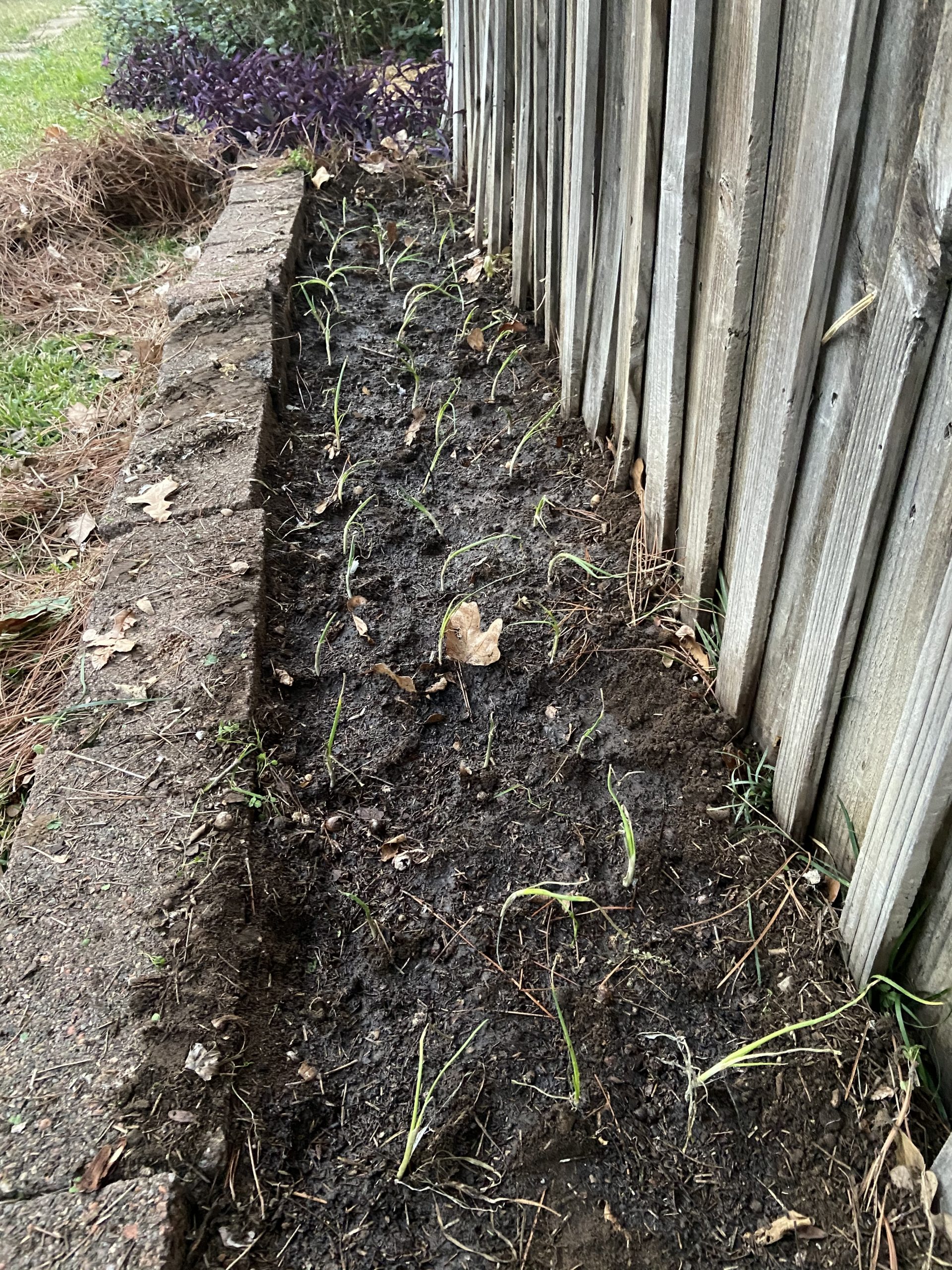 Onion Slips in North Texas North Texas Garden